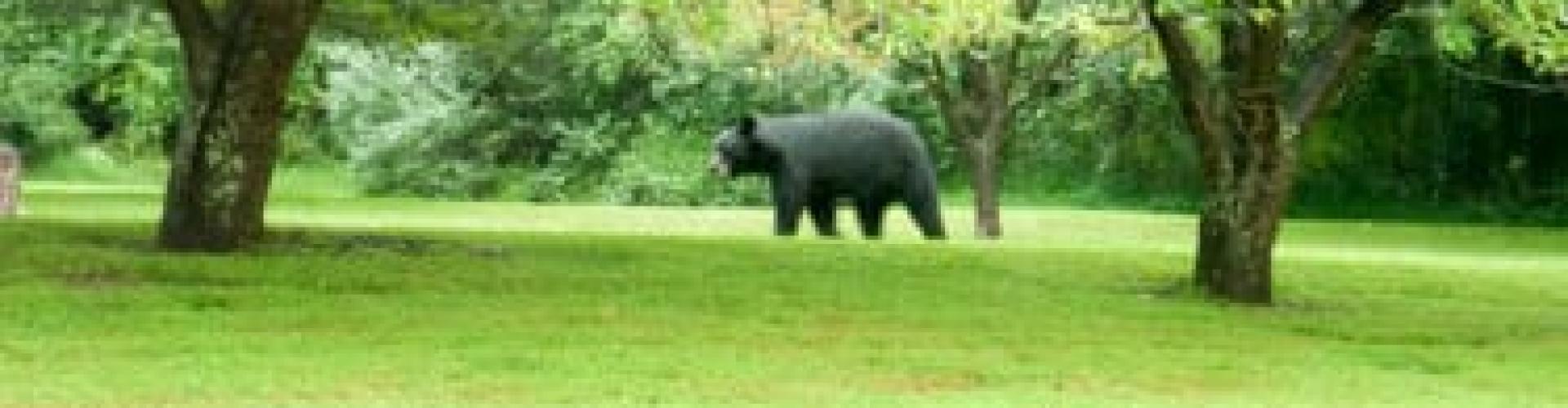 NJ Black Bears - what do you do about them? Scared?