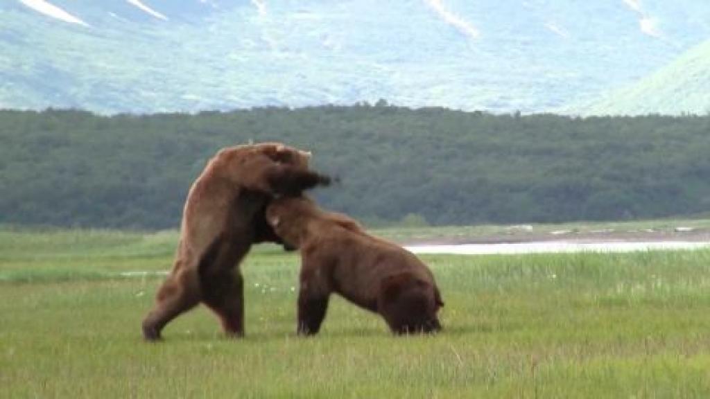 NJ Black Bears - what do you do about them? Scared?