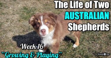 Aussie puppies are growing and playing {week 16}