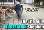 Dogs in your life as you get older {Aussies Week 17}