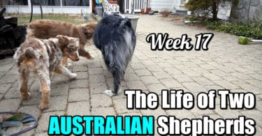 Dogs in your life as you get older {Aussies Week 17}