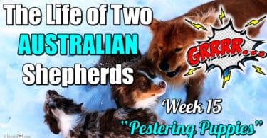 Aussies grow bigger, become pests! {Week 15}