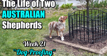 Dog-proofing your yard - Aussie Puppies (Week 21)