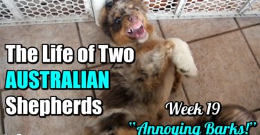 Aussies Puppies can make you hard of hearing!