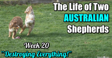 20-week old Aussies destroy everything they touch