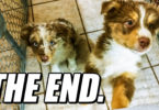 The Life of Two Australian Shepherds - Series FINALE