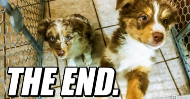 The Life of Two Australian Shepherds - Series FINALE