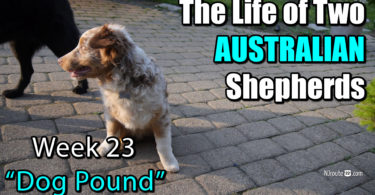 The Life of Two 23-week-old Australian Shepherds along Route 22