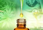 CBD Oil - Hype or Help?