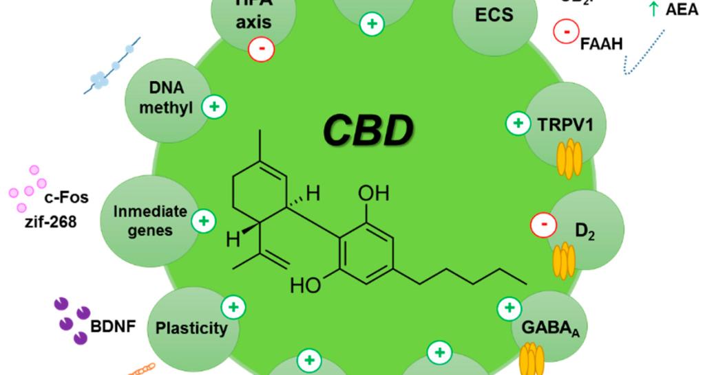 CBD Oil - Hype or Help?