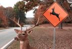 Deer Witching Hours {be alert!}