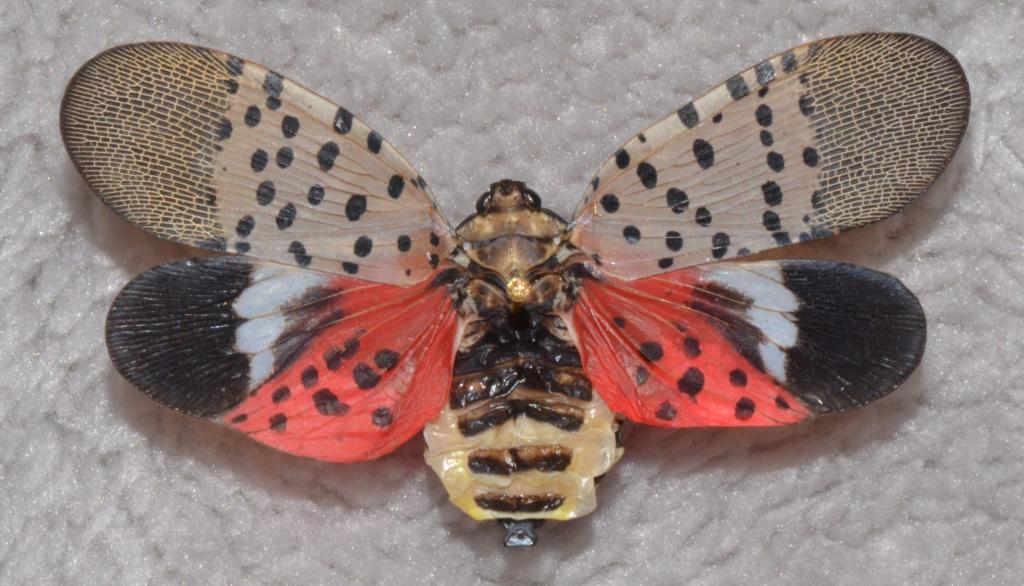 Spotted Lanternfly in New Jersey