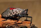 Spotted Lanternfly in New Jersey