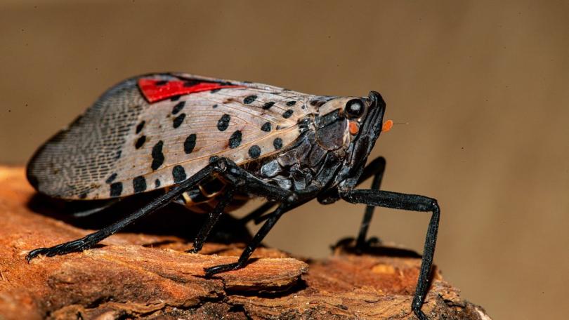 Spotted Lanternfly in New Jersey