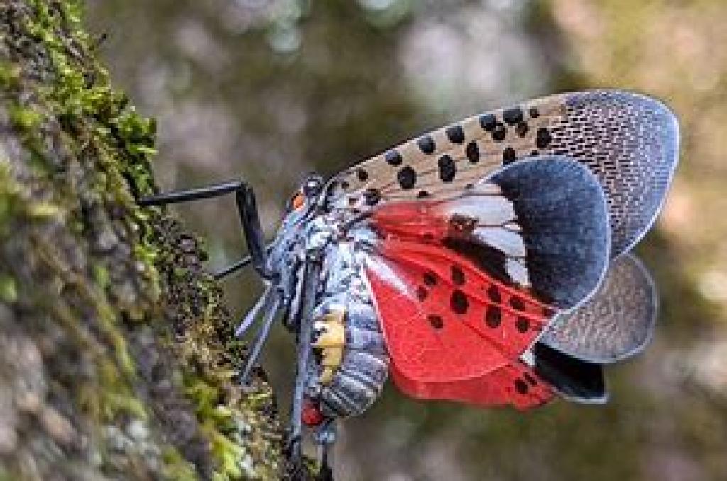 Spotted Lanternfly in New Jersey